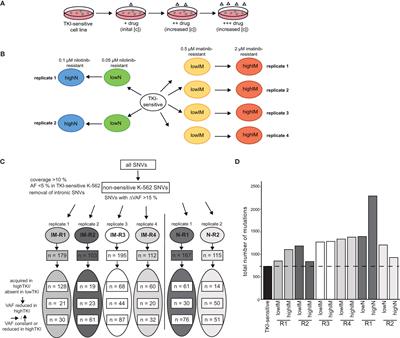 Clonal evolution in tyrosine kinase inhibitor-resistance: lessons from in vitro-models